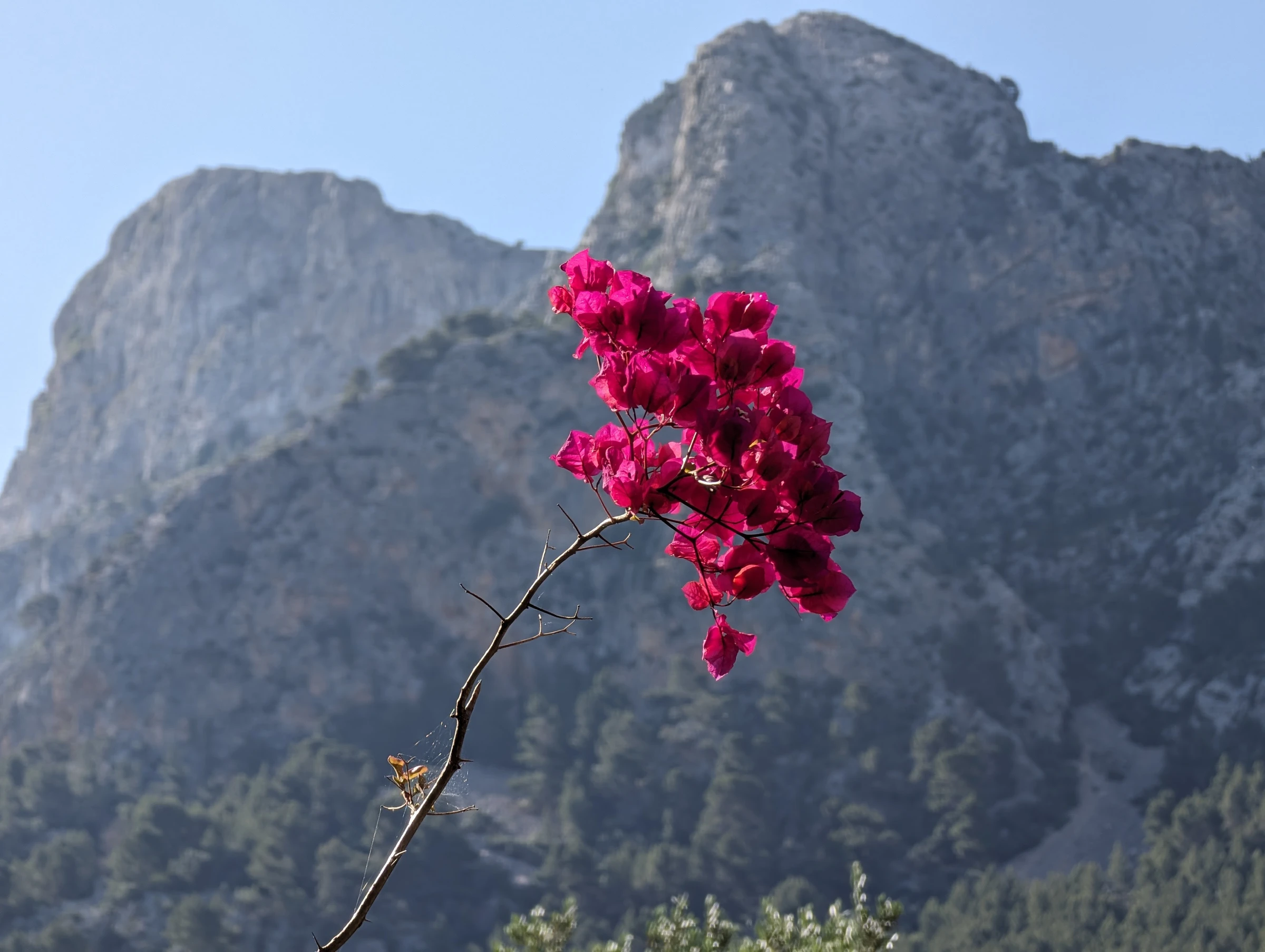 Bougainvillea in the garden of the estate, with the mountains beyond