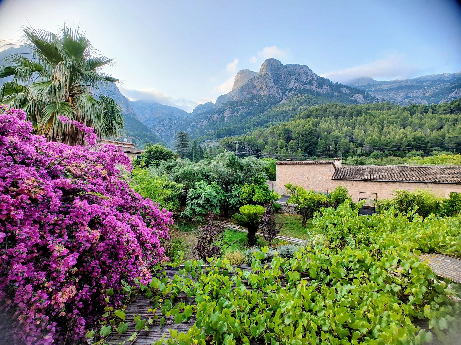 The estate in Biniaraix — Cas Maridet and Can Carabina, with bougainvillea and the Tramuntana mountains