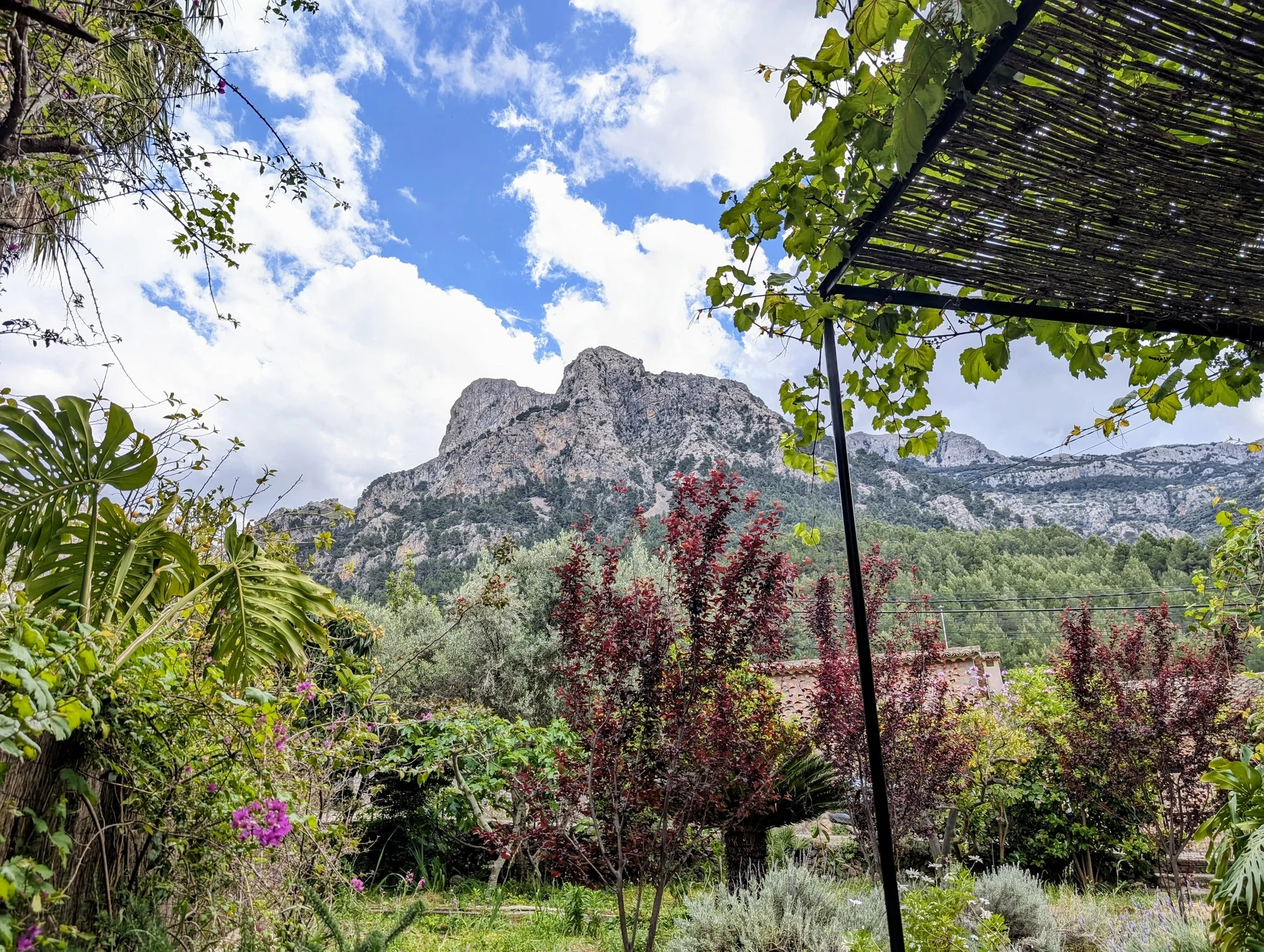 The garden pergola with vines, and the mountains above