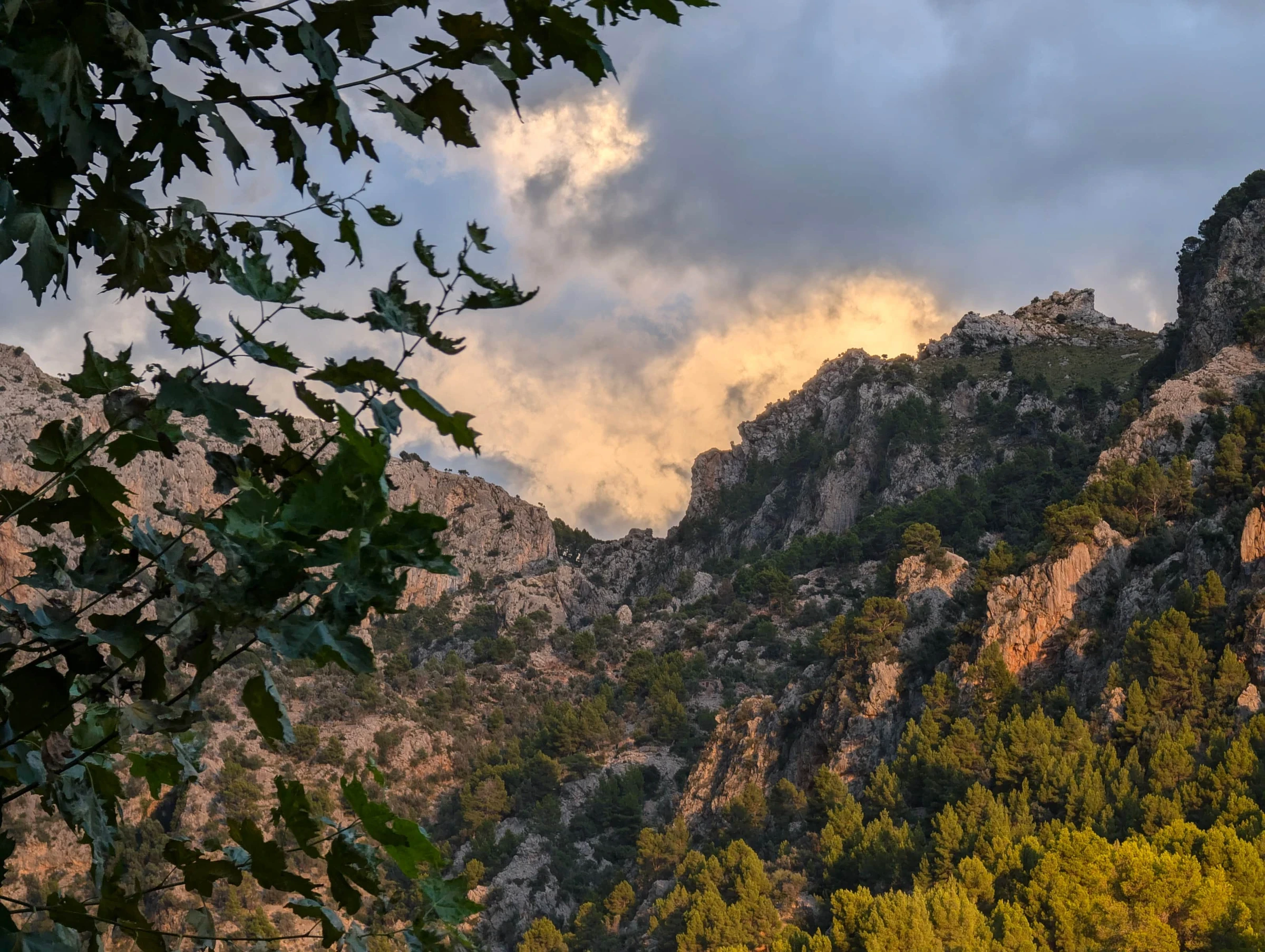 The Tramuntana at golden hour, framed by the garden